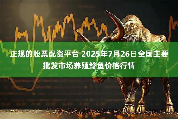 正规的股票配资平台 2025年7月26日全国主要批发市场养殖鲶鱼价格行情